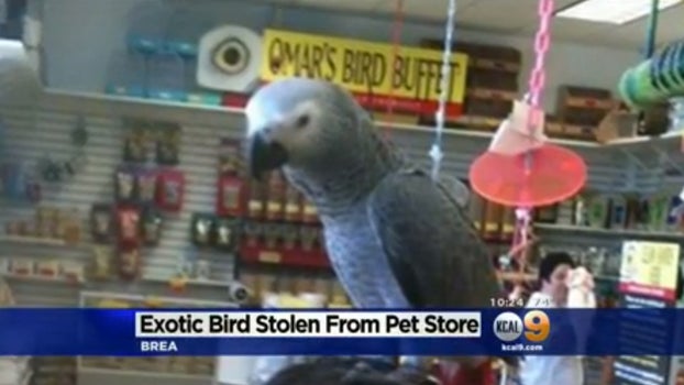 exotic-bird-stolen-from-pet-store.jpg 