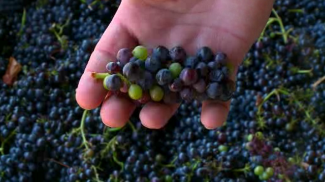 wine_grapes_072215.png 