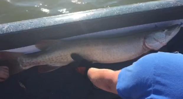 Muskie Caught By 4-Year-Old Johnny Range Jr. 