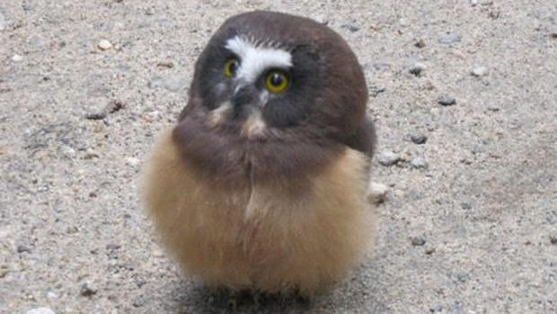 baby owl deputies found 