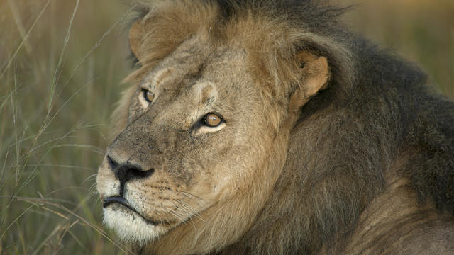 Cecil the lion 
