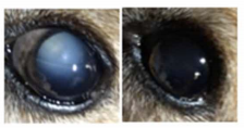 Eye drops hold promise for reversing cataracts CBS News