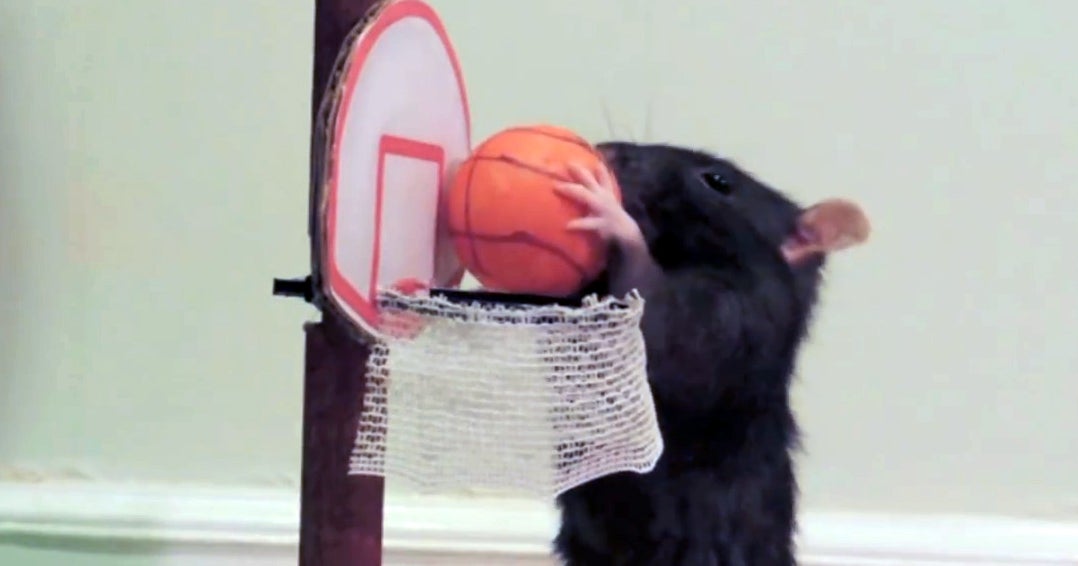 Talented rats perform unbelievable tricks, on The Feed! - CBS News