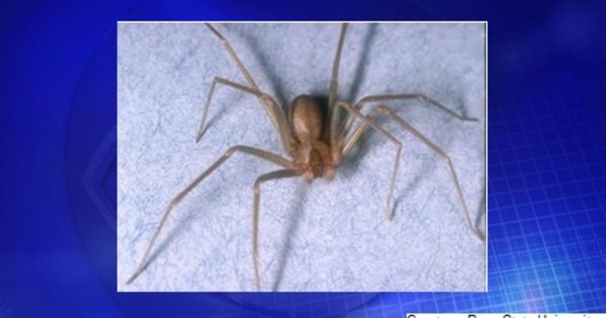 Venomous spiders close Pennsylvania elementary school - CBS News