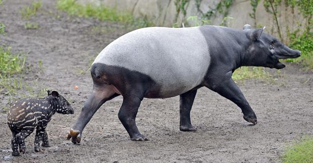 Бегемот парнокопытное или непарнокопытное. Чепрачный тапир. Непарнокопытные носорог. Тапир животное. Tapirus indicus.