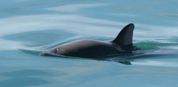 vaquita4olsonnoaa.jpg