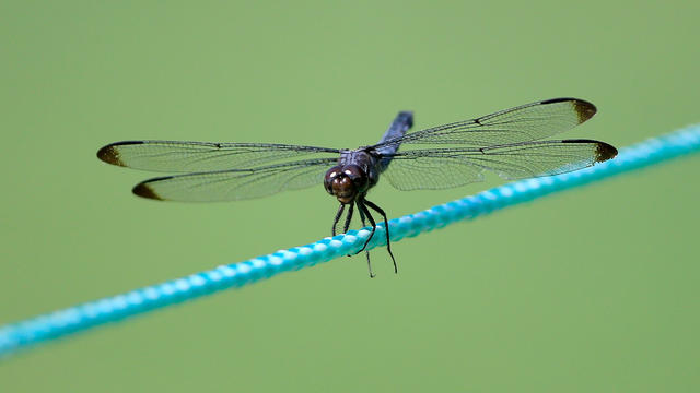dragonfly-1.jpg 