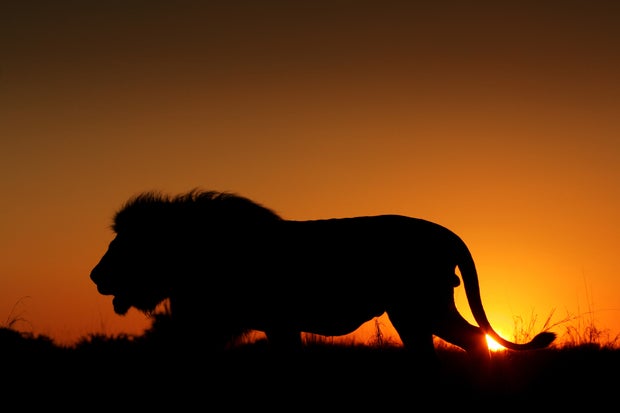 Лев ночью фото Лев ночью фото