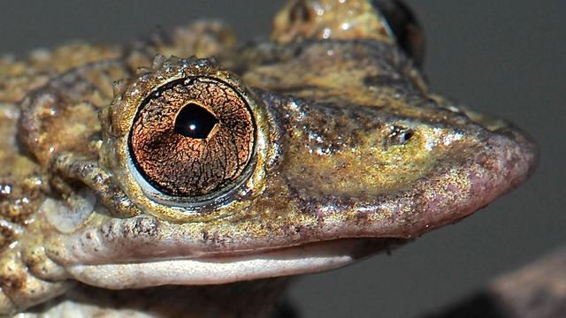 corythomantis-greeningi-frog.jpg 