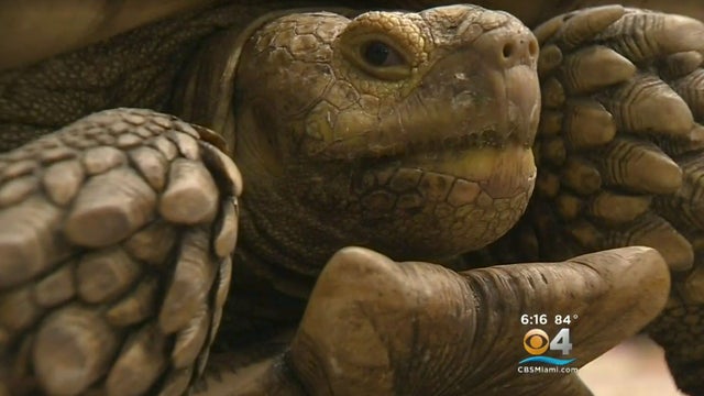 tortoisemissing.jpg 