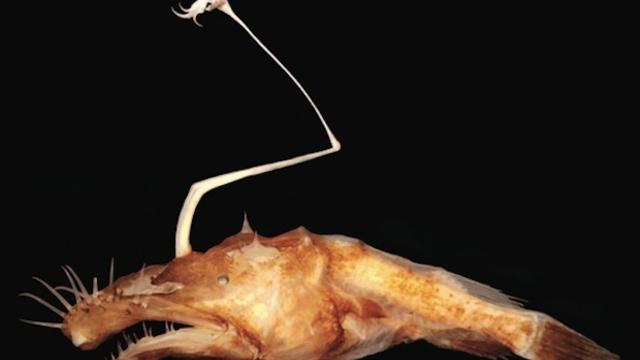 anglerfish-lasiognathus1.jpg 