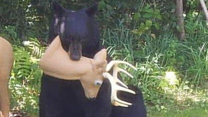 beardearhead1.jpg 