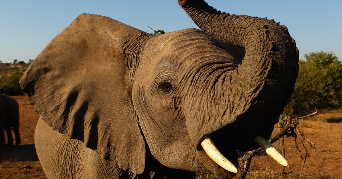 بوتسوانا تهدد بإرسال 20 ألف فيل “للتجول بحرية” في ألمانيا في نزاع علني بشأن صيد الجوائز
