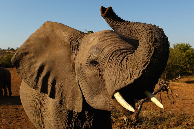 25 Wild facts about elephants