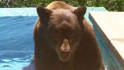 bear-in-pool-3.jpg 