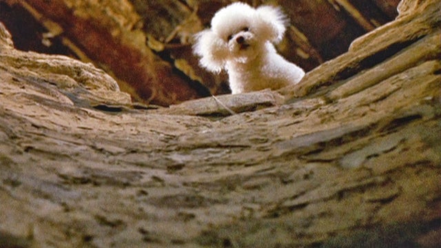 dog-silence-of-the-lambs.jpg 