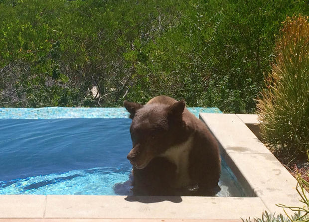 Bear In Pool 