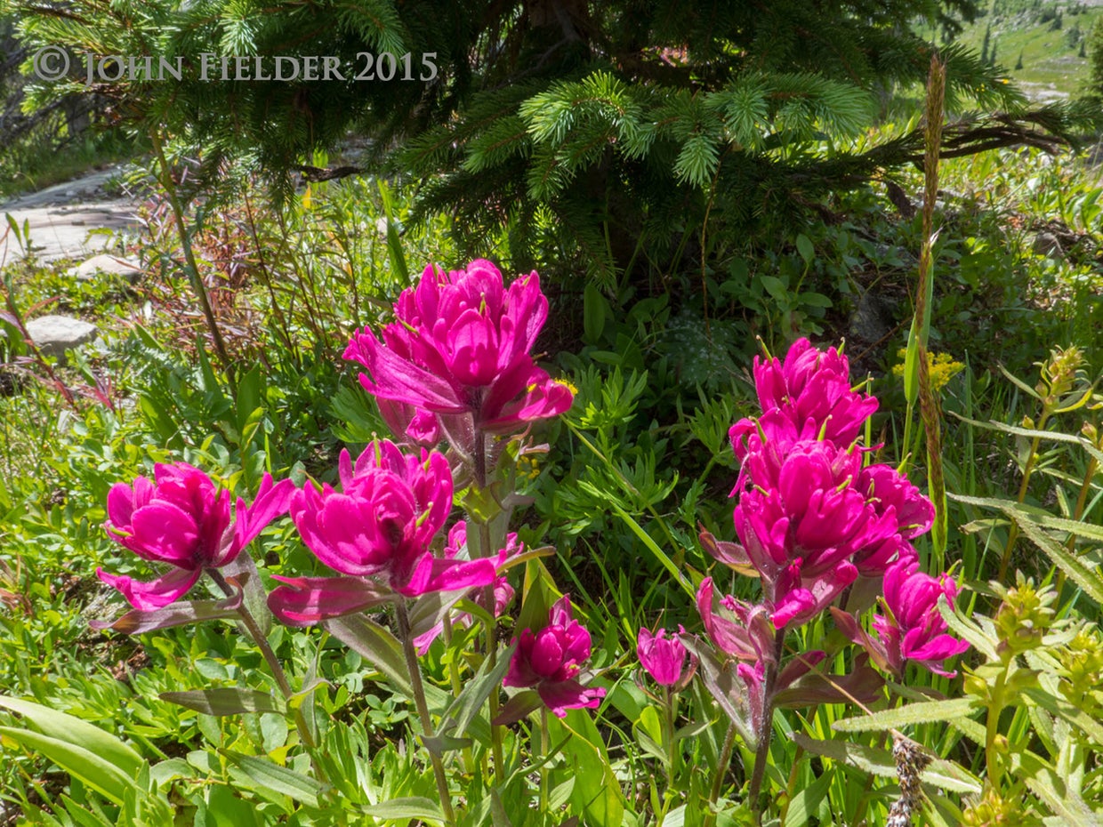 john-fielder-crested-butte-co-2015-8.jpg 