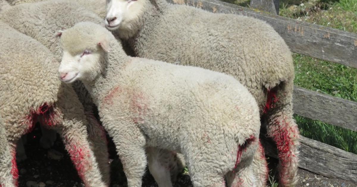 Patagonia stops buying wool due to mistreated lambs - CBS News