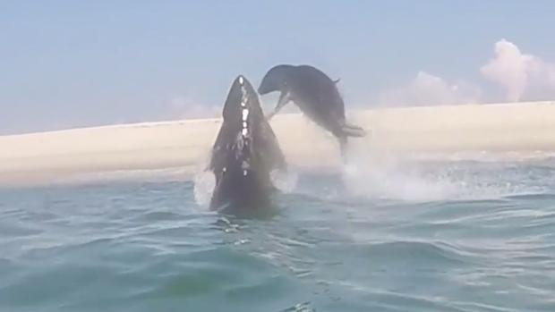 Tagging a Great White Shark 