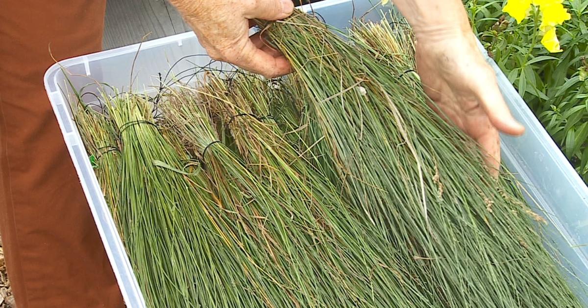 Sweetgrass Repels Mosquitoes