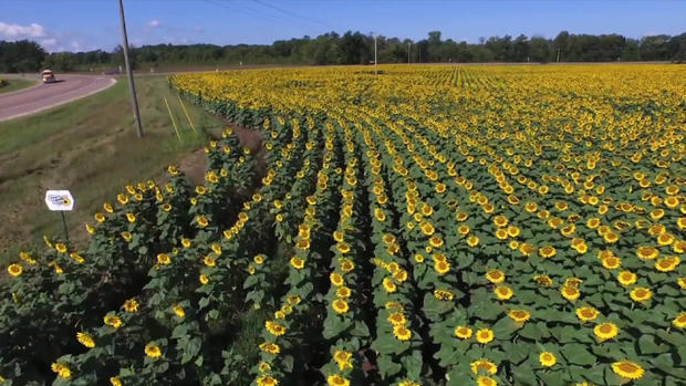 Babbette Jaquish Tribute Sunflowers 