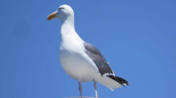 seagull.jpg 