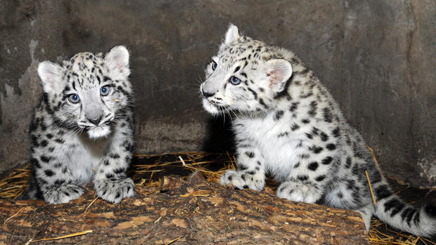 Snow Leopard Cubs 5 
