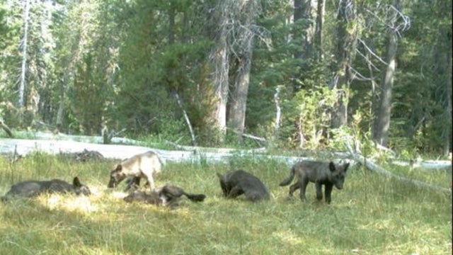 wolf-pups-jpg.jpg 