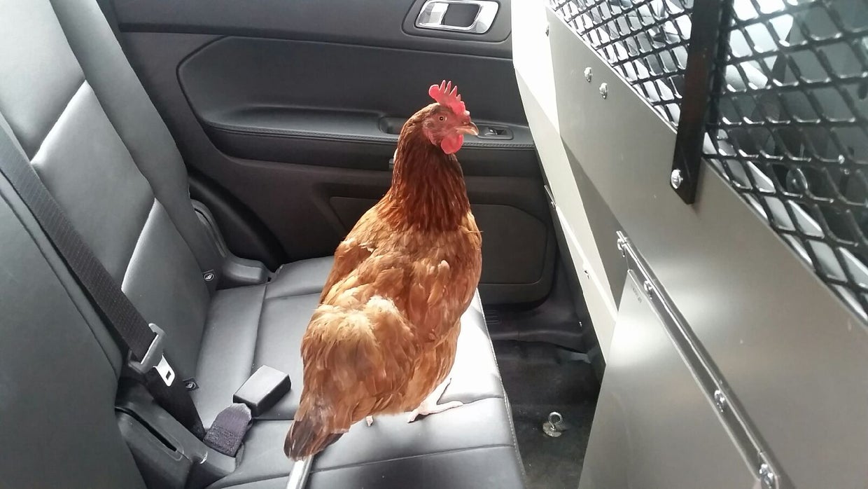 chicken.jpg 