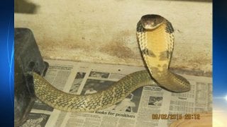escaped-king-cobra-in-orlando-area-jpg.jpg 
