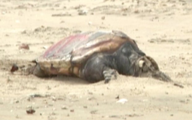 tortuga1.jpg