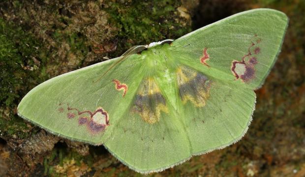 moth-4-rhodochlora-endognoma-geotridae-credit-mileniusz-spanowicz-wcs.jpg 