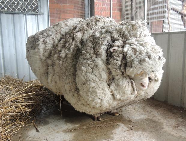 sheep2015-09-03t060050z1381360043gf10000191078rtrmadp3australia-sheep-wool.jpg 