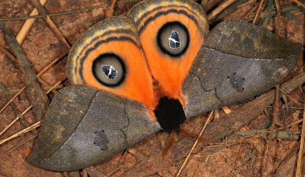 moth-1-automeris-amanda-saturnidae-credit-mileniusz-spanowicz-wcs.jpg 