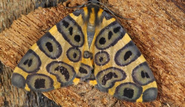 moth-9-pantherodes-cf-pardalaria-geometridae-credit-mileniusz-spanowicz-wcs.jpg 