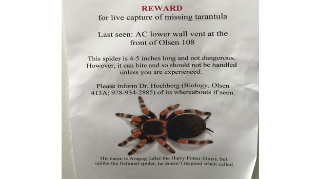 aragog.jpg 