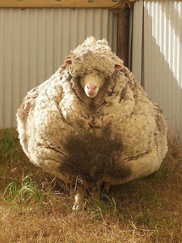 sheep2.jpg 