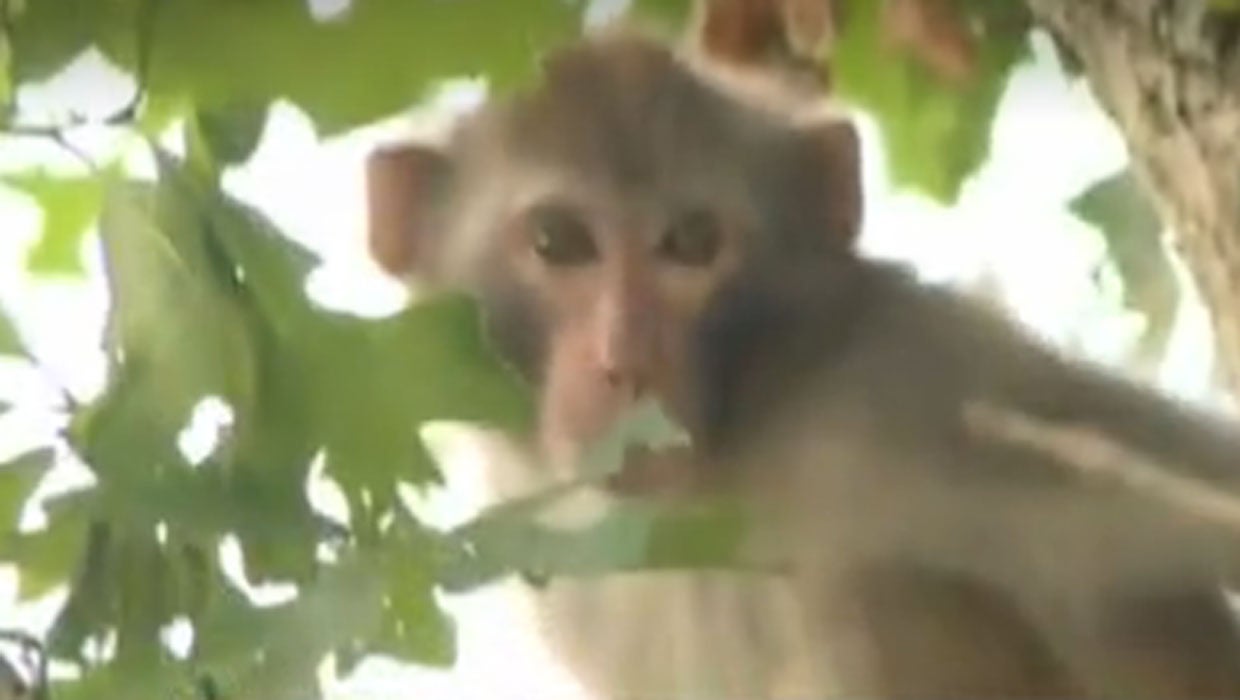 Monkey in the middle of police pursuit in Kentucky; macaque was up a