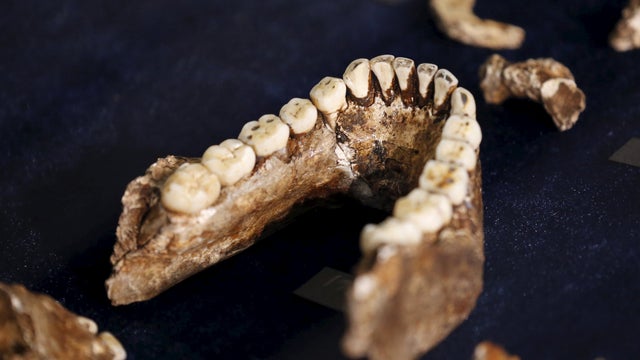 homonaledijaw.jpg 