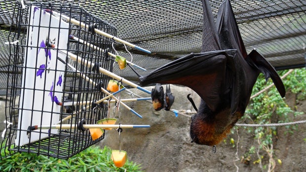 In this July 8, 2015, photo, a bat hangs in front of a painting created as part of an art show to raise funds for charity. 