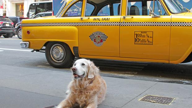Last 9/11 search dog has died 