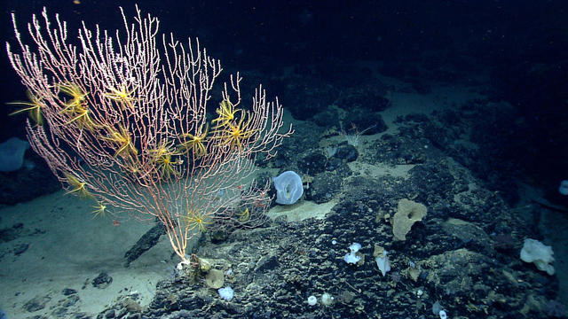 noaa-marine-monument-beauty-hires.jpg 