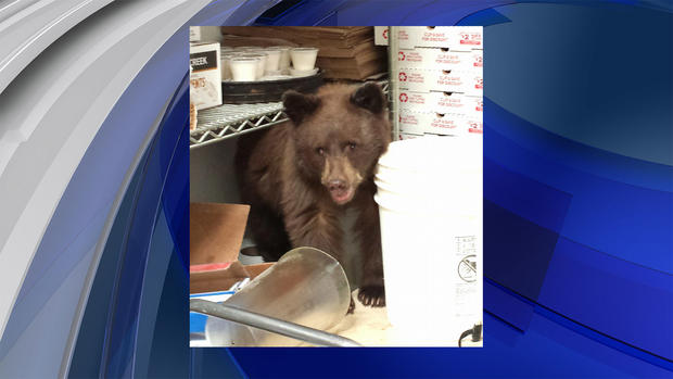 bear in pizza place 