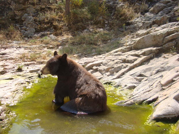 bear in gulch pool 