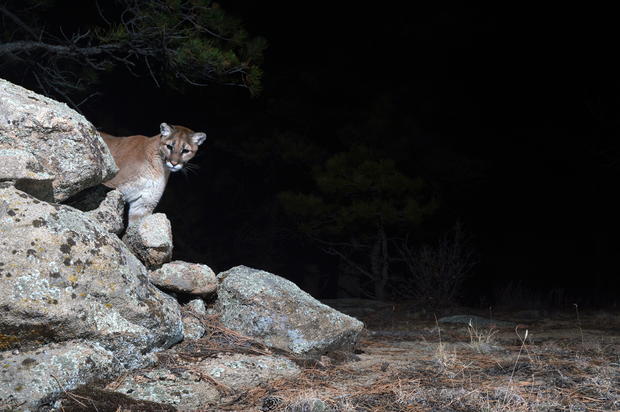 mountain lion on rock 