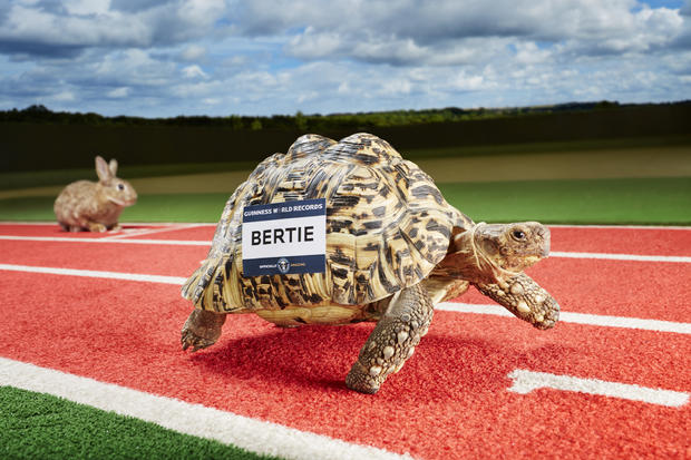 bertie-fastest-tortoise-120814-0056.jpg 
