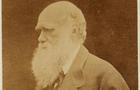 darwin-portrait.jpg 