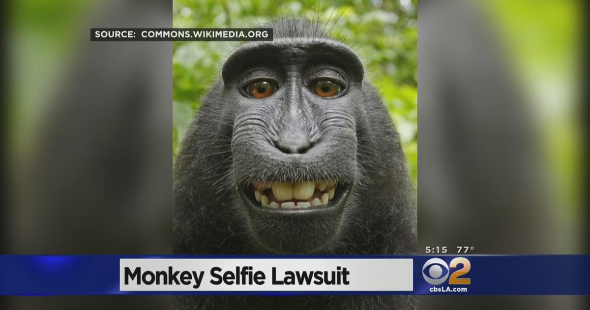 PETA to appeal against monkey selfie copyright ruling | World IP Review
