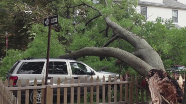 Staten Island Tree Collapse 